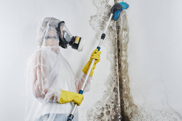 Professional Mold Remediation in Beckett Ridge, OH