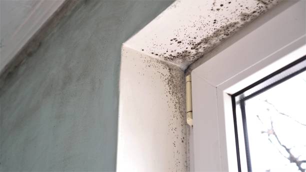 Best DIY Mold Remediation Support Services in Beckett Ridge, OH