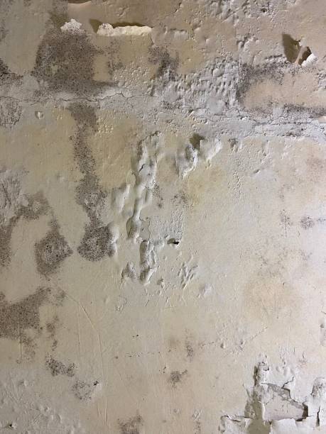 Best Residential Mold Remediation in Beckett Ridge, OH