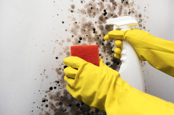 Best Industrial Mold Remediation in Beckett Ridge, OH